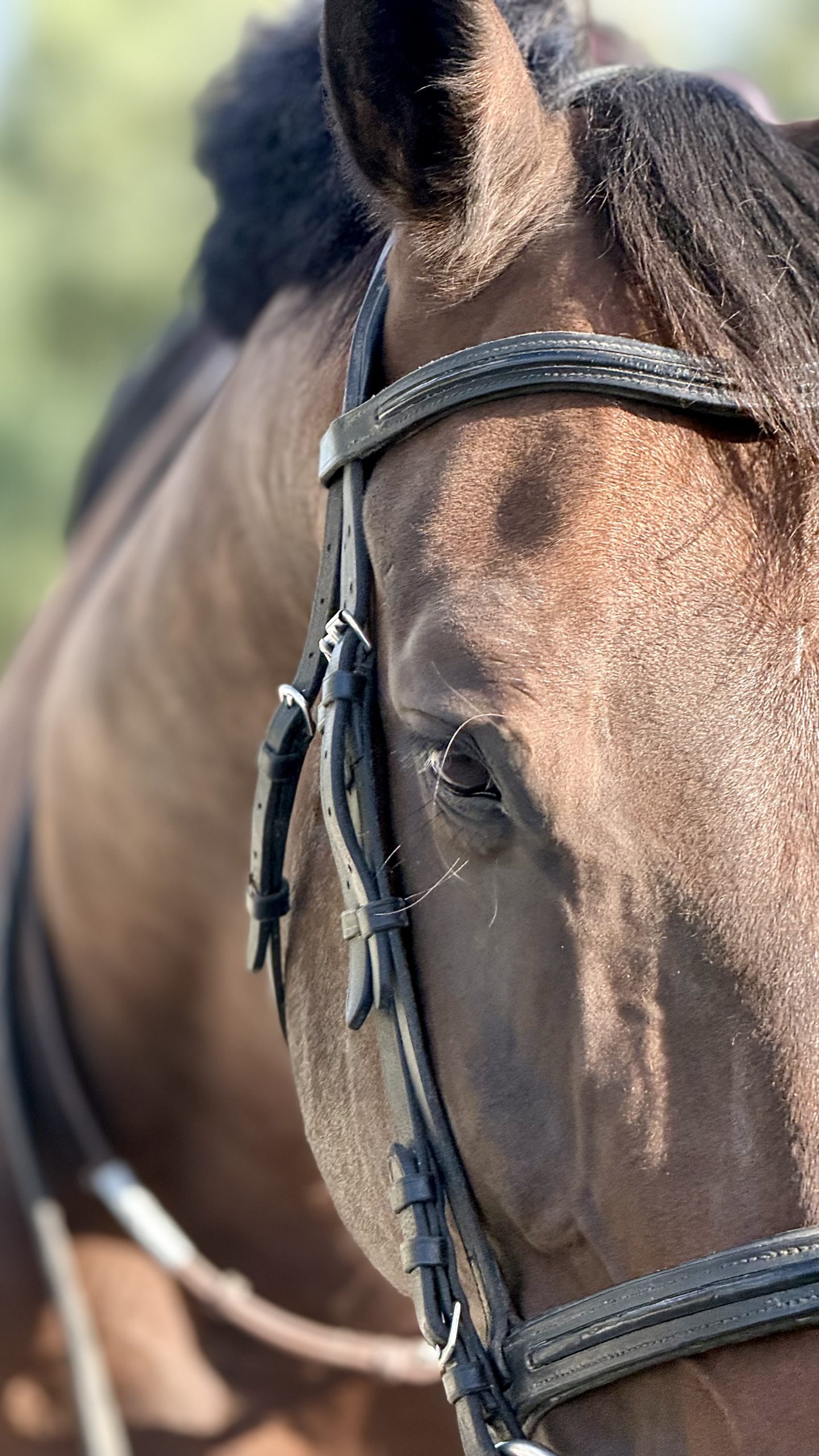 Relation entre le cheval et sa cavalière